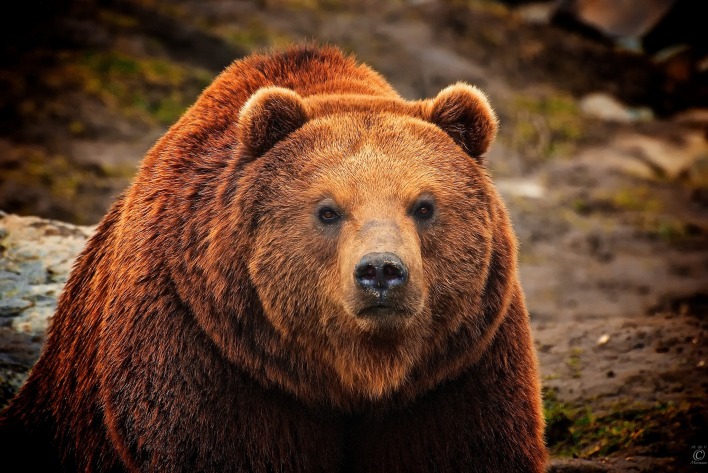 большой медведь