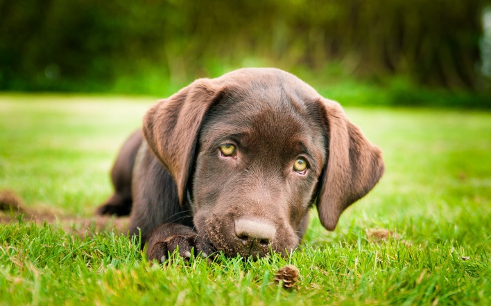 Пес на лужайке