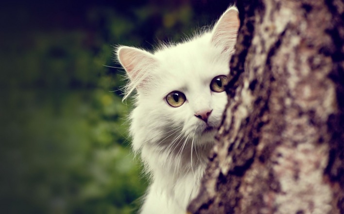 Белый кот из-за дерева