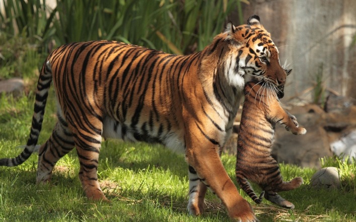 Тигр с тигрёнком
