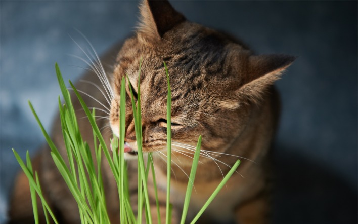 Кошка с травой