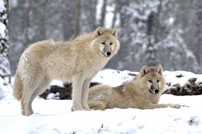 волки на снегу