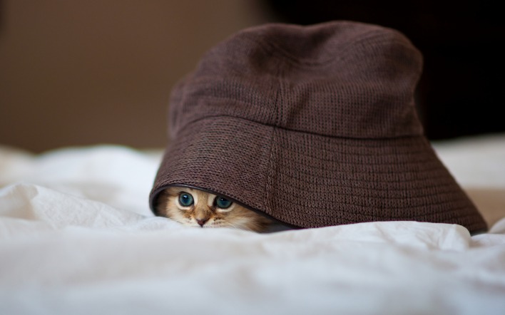 Котенок под шапкой