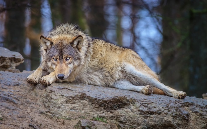 Волк на камне