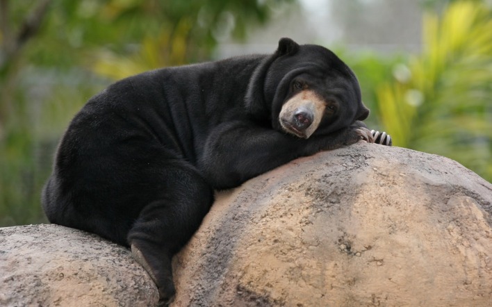 малайский медведь