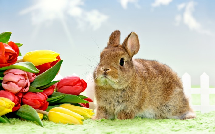 кролик с тюльпанами