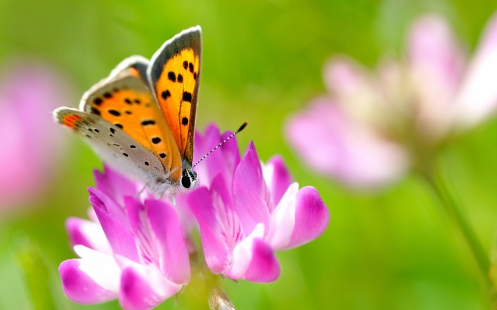 бабочка на цветках