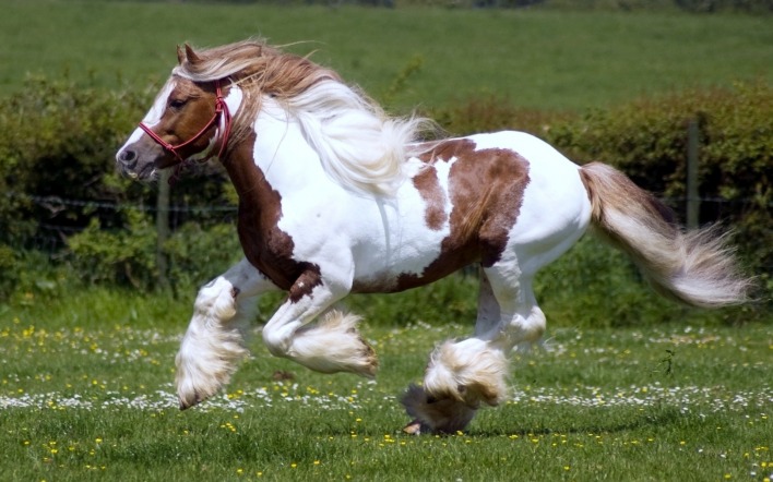 лошадь на траве