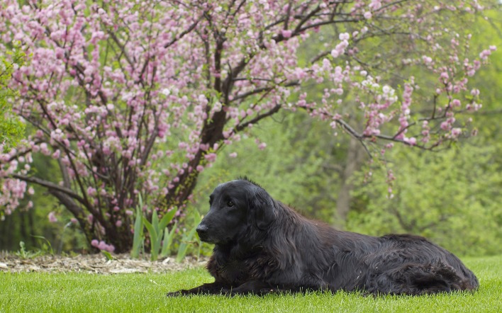 черный пес на лужайке