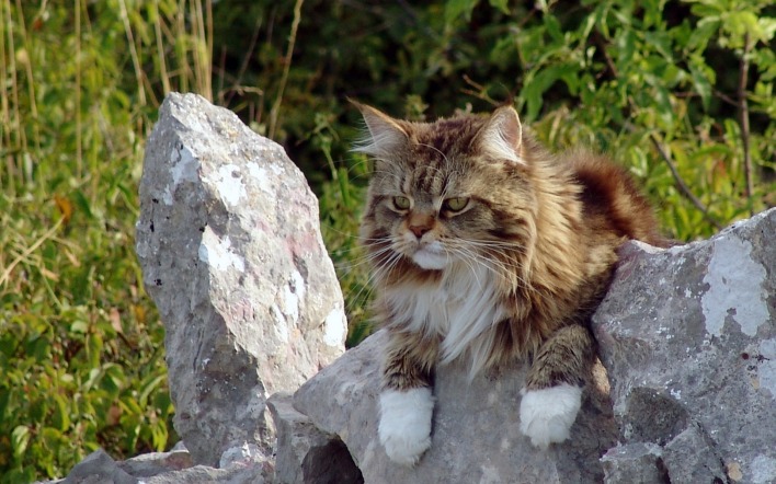 Кот на камне