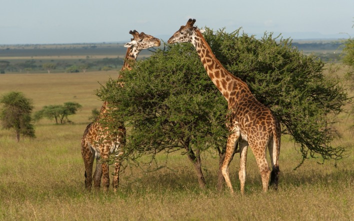 Жирафы у дерева