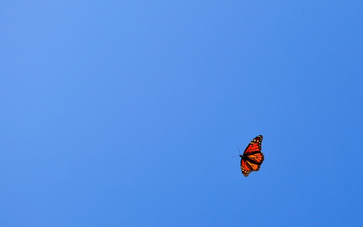 Бабочка в небе