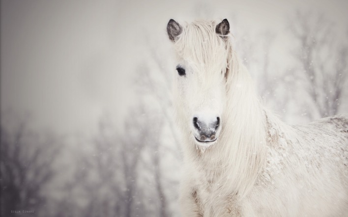 Белая лошадь, снег