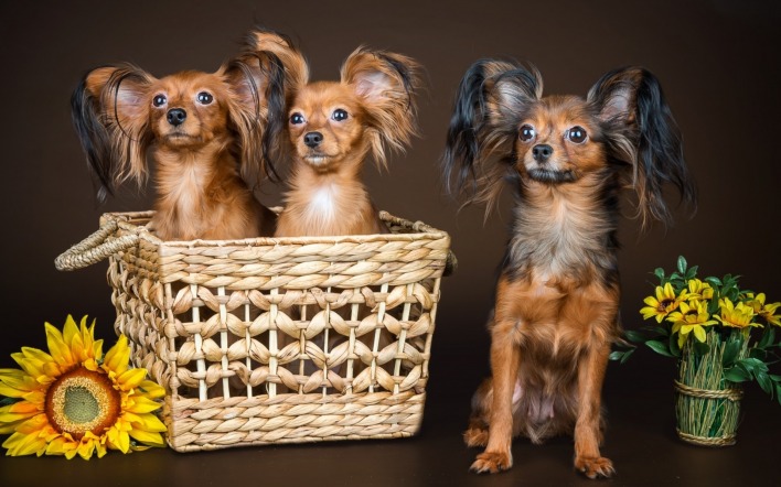 Собаки в корзине с подсолнухом