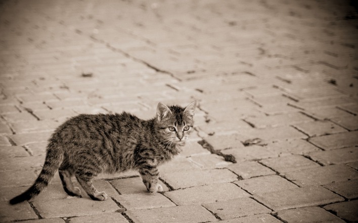 Котенок на тротуарной плитке