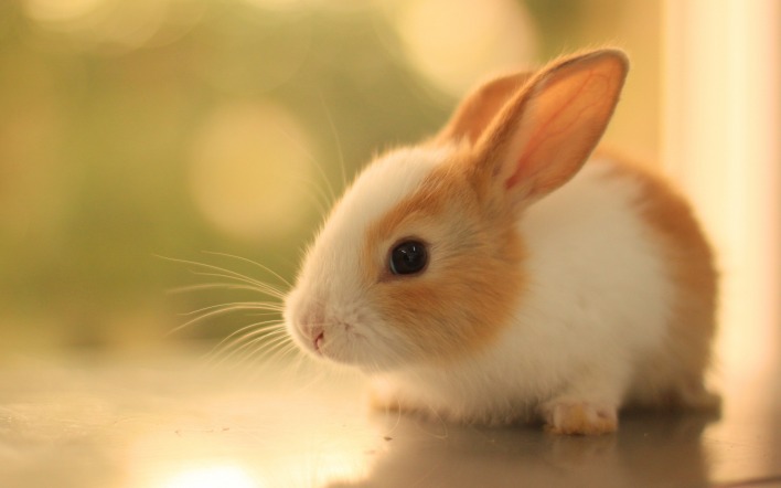 солнечный кролик