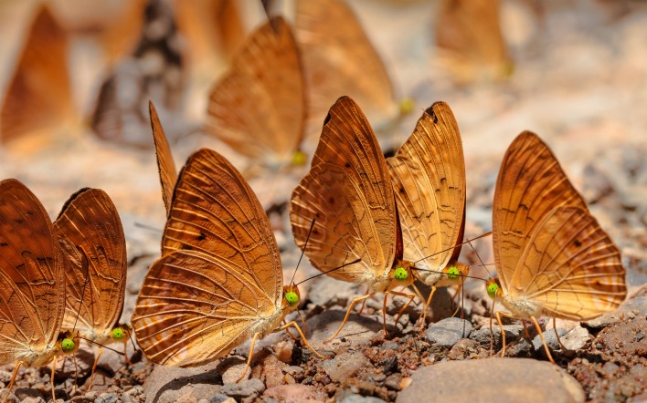 Бабочки на земле