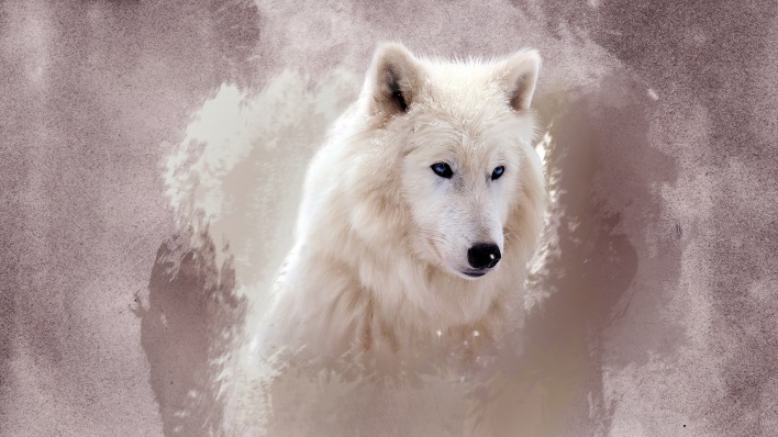 белый волк