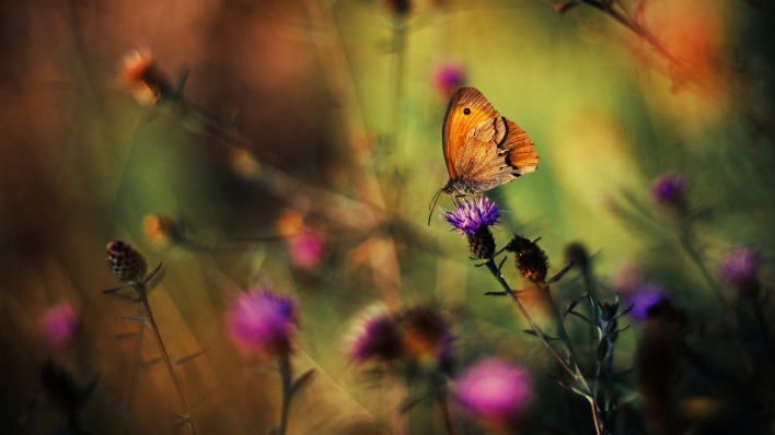 бабочка цветы опыление