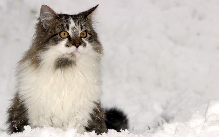 Кошка пушистая белая зима снег