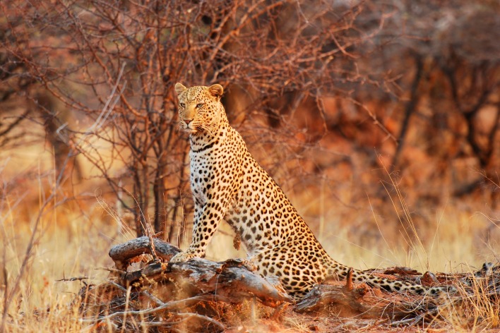природа животные леопард трава деревья