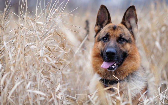 природа трава животное собака немецкая овчарка