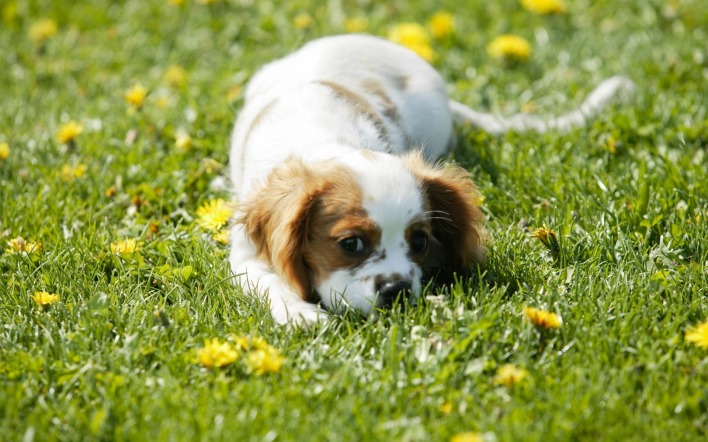 природа собака животное трава