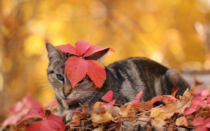 кот осень листья животное природа