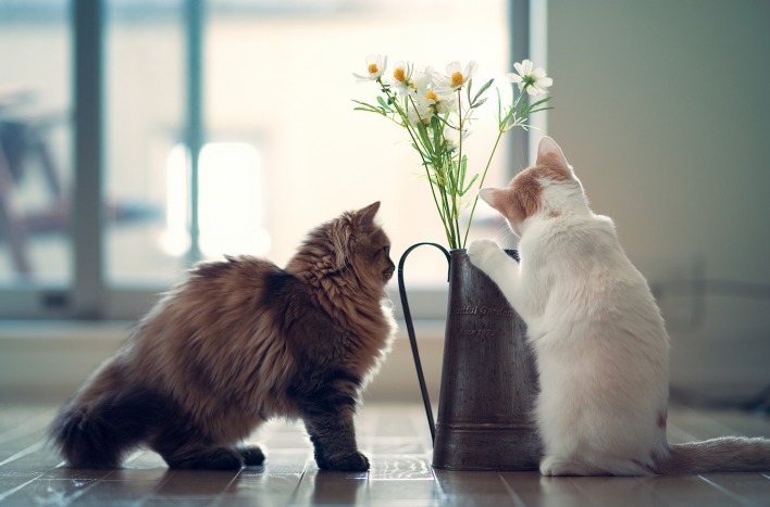 коты ваза