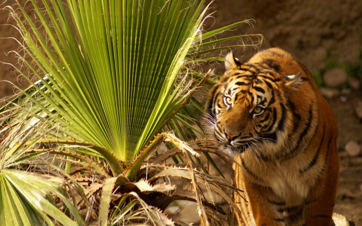 природа животное тигр трава