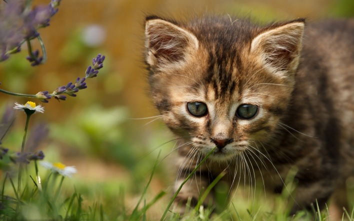 кот котенок природа цветы трава животное