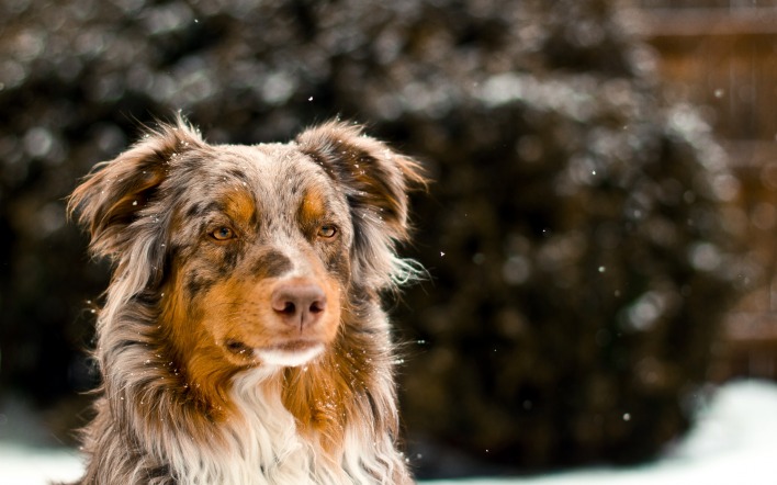 Австралийская овчарка собака животное природа зима
