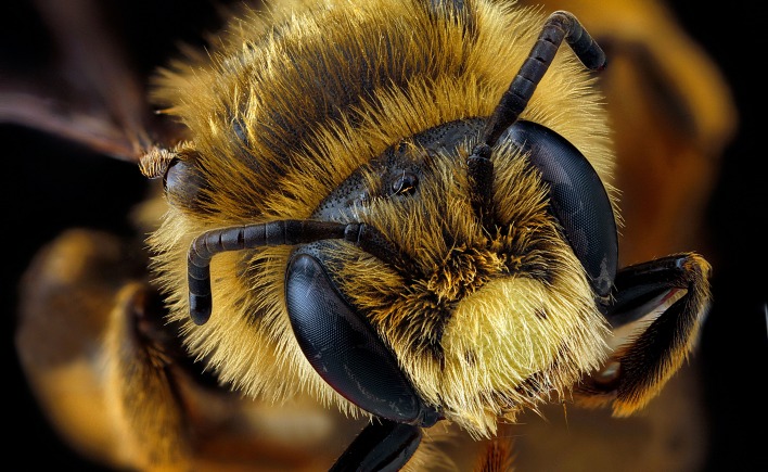 природа насекомое макро голова пчела глаза