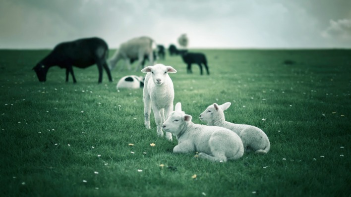 природа животные лошади овцы трава