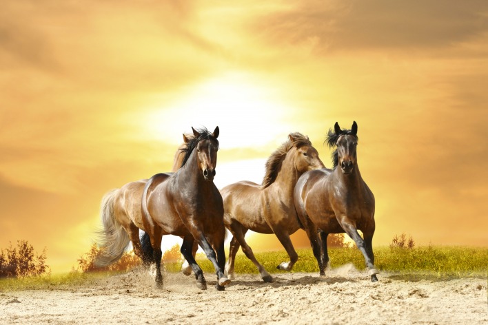 Лошади троека галоп