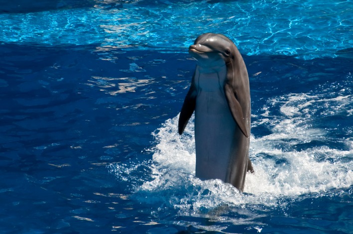 Дельфин бассейн