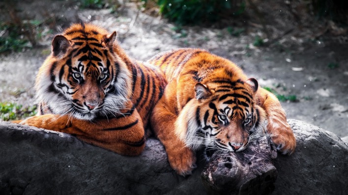 Тигры на камне