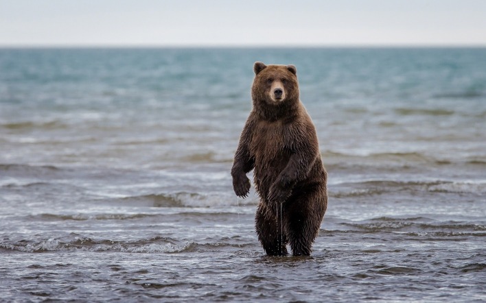 Медведь юурый море