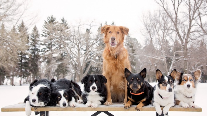 природа животные собаки деревья зима снег