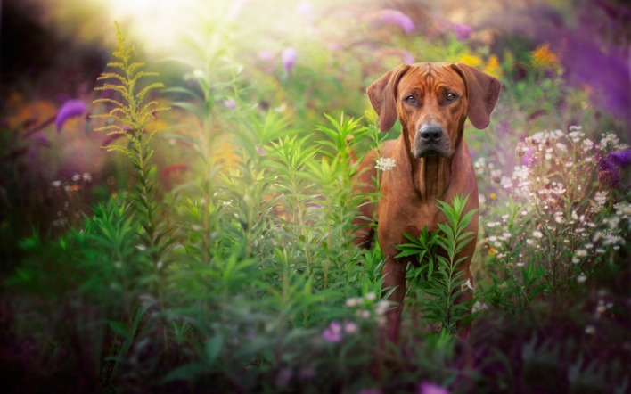 природа цветы трава собака животное