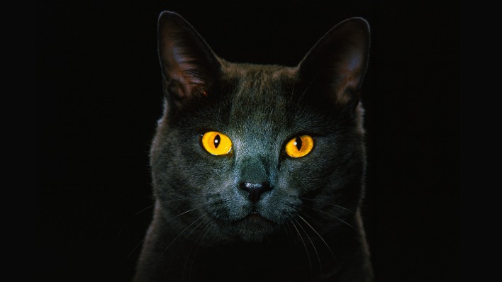 Кот черный рыжие глаза