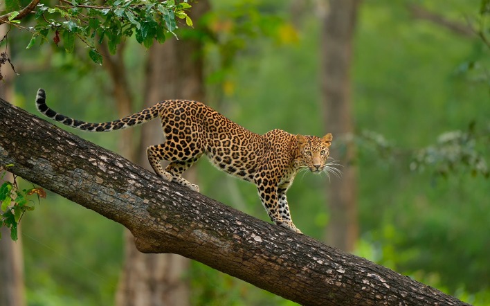 дерево животное природа леопард