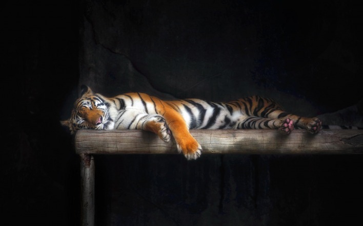 тигр спящий