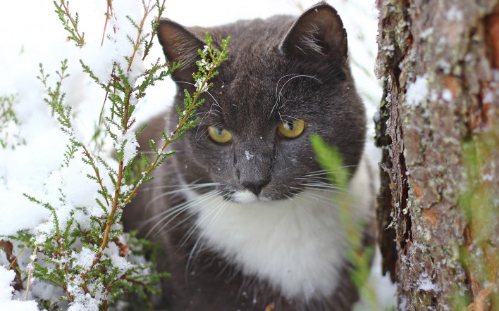 Кошка снег травинки