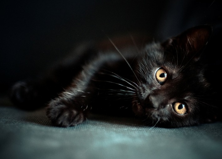 Котенок черный лежит
