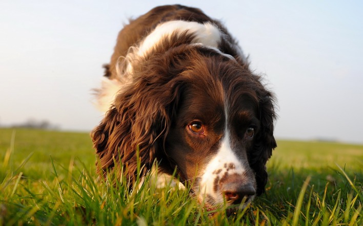 собака трава в поле