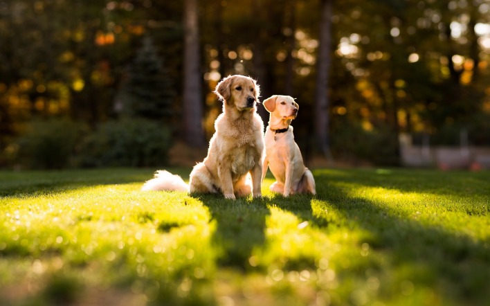 Собаки на газоне на траве