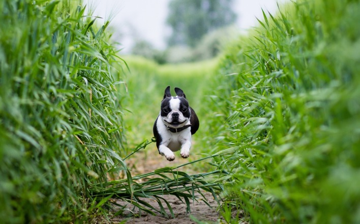 Собака бежит трава