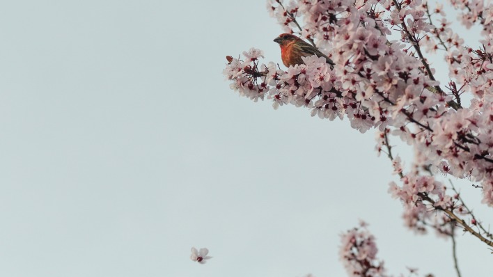 Птичка ветка цветущая