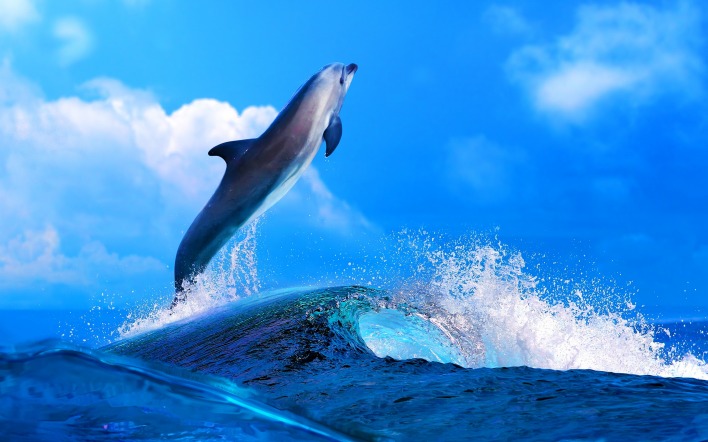 Дельфин прыжок волна